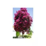Pembe Oya Ağacı Fidanı Saksılı 30-60 Cm