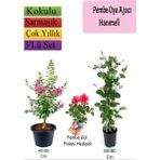 Pembe Oya Ağacı+ Hanımeli Çiçeği+ Pembe Gül Fidanı Hediyeli
