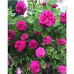 Pembe Reçellik Kokulu Gerçek Isparta Gülü Fidanı 10-20 Cm