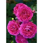 Pembe Reçellik Kokulu Gerçek Isparta Gülü Fidanı 10-20 Cm