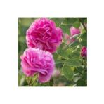 Pembe Reçellik Yediveren Isparta Gülü Fidanı 10-20 Cm