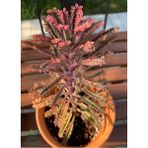 Pembe Renk Aşkın Gözyaşı Çiçeği 10-20 cm 1 Adet Saksılı