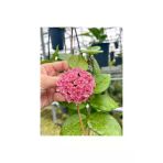 Pembe Renk Çiçek Açan Mum Çiçeği Fidanı 10-20 Cm
