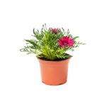 Pembe Renk Gazanya Çiçeği 1 Adet Saksılı/Tüplü(15-25Cm) Çiçekli Balon Bitkisi, SRD03022025BYB675