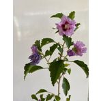 Pembe Renk Hatmi Çiçeği Ağacı 1 Adet Sakıslı/tüplü 40-60cm Dış Mekan Bahçe