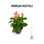 Pembe Renk Milli Dikenler Tacı(Euphorbia) Çiçeği Sevgililer Gününe Özel Mumluk Hediyeli, SRD30012025BYB649