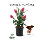 Pembe Renk Oya Ağacı 1 Adet Dış Mekan Saksılı 30-60Cm +Yaprak Güzeli, GRB080624NA88