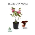 Pembe Renk Oya Ağacı 1 Adet Dış Mekan Saksılı 30-60Cm +Yaprak Güzeli, GRB080624NA89