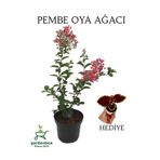 Pembe Renk Oya Ağacı 1 Adet Dış Mekan Saksılı 30-60Cm +Yaprak Güzeli, GRB080624NA90
