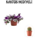 Pembe Renk Telgraf(Nanouk) Çiçeği Sevgliler Gününe Özel Kaktüs Hediyeli