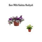 Pembe Renk Telgraf(Nanouk) Çiçeği Sevgliler Gününe Özel Sarı Milii Kaktüs Hediyeli, BTS001NA0112