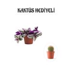 Pembe Renk Telgraf(Nanouk) Çiçeği Sevgliler Gününe Özel Sarı Milii Kaktüs Hediyeli, SRD30012025BYB1035