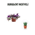 Pembe Renk Telgraf(Nanouk) Çiçeği Sevgliler Gününe Özel Sukulent Hediyeli, BTS001NA2811