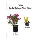 Pembe Renk Zakkum Çiçeği Fidanı+Altuni Taflan Çit Bitkisi Saksılı Bahçe Bitkileri, SRD04022025BYB866
