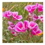 Pembe Renkli Clarkia Çiçeği Tohumu -95 Adet