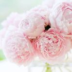 Pembe Şakayık Çiçeği Yumrusu Pink Peony 1 Adet