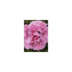 Pembe Sakız Sardunya Çiçeği Fidanı 10-20 Cm