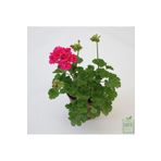 Pembe Sardunya Çiçeği Fidanı 10-20 Cm