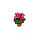 Pembe Sardunya Çiçeği Fidesi 10-20 Cm
