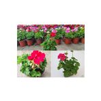 Pembe Sardunya Çiçeği Saksılı, SRD406