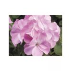 Pembe Sardunya Tohumu - 10 Adet