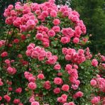 Pembe Sarmaşık Gül Tohumu Pembe Gül Tohumu Ekim Seti 5 Adet Tohum +saksı+toprak Hediye Tohum