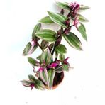 Pembe Telgraf Çiçeği Canlı Bitki Tradescantia Nanouk 10-20 Cm