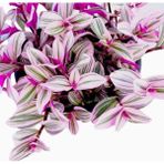 Pembe Telgraf Çiçeği Fidanı Nanouk Telgraf Çiçeği 10-20 Cm