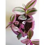Pembe Telgraf Çiçeği Nanouk Telgraf Çiçeği Tradescantia Nanouk