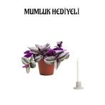 Pembe Telgraf Çiçeği Sevgililer Günü Hediyesi Mumluk Hediyeli Ofis Bitkisi, BTS001NA1841