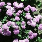 Pembe Top Vapur Dumanı(Ageratum) Çiçeği Tohumu(50 tohum)
