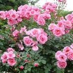 Pembe Yediveren Gül Fidanı Polyanna 1 Adet 15-25 Cm