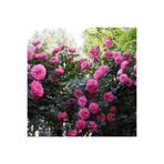Pembe Yediveren Kokulu Gül Fidanı 10-20 cm OLYMGUL881