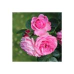 Pembe Yediveren Sarmaşık Isparta Gül Fidanı 15-25 Cm