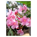 Pembe Zakkum Çiceği Fidanı 30-60 Cm