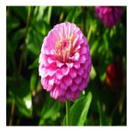 Pembe Zinnia Kirli Hanım Çiçeği Tohumu -40 Adet