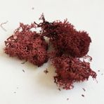 Pengfushop4 Kahverengi Tarzı 30G 7colors Liken Yosun Kümesi Çalılar Için Model Ağaçlar Yeşillik Ölçekli Model Yapı Malzemesi Minyatür Demiryolu Düzeni Diorama 30G (Yurt Dışından)