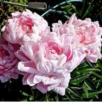Peonies Festiva Katmerli Pink Şakayık Çiçeği Yumrusu-Rizomu 1 Ade