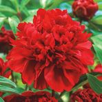 Peonies Festiva Katmerli Red Şakayık Çiçeği Yumrusu-Rizomu 1 Adet