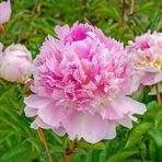 Peonies Festiva Maxima Pembe Şakayık Çiçeği Yumrusu 1 Adet