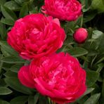 Peonies Festiva Maxima Red Şakayık Çiçeği Yumrusu 1 Adet