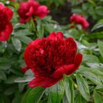 Peonies Festiva Maxima Red Şakayık Çiçeği Yumrusu-rizomu 1 Adet