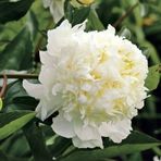 Peonies Festiva Maxima White Beyaz Şakayık Çiçeği Yumrusu 1 Ad