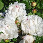 Peonies Festiva Maxima White Şakayık Çiçeği Yumrusu 1 Adet
