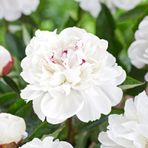 Peonies Festiva Maxima White Şakayık Çiçeği Yumrusu-rizomu 1 Adet