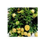 Pepino Fidanı Tüplü 1 Adet Ağaç Kavunu 10-20 Cm