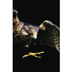 Peregrine Falcon: Peregrine Falcon and The Night Sky Notebook: Lined Paper for Notes, Thoughts, Diary, School
