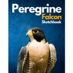 Peregrine falcon :Sketchbook 8.5x11 200 pages falconry sketchbook for drawing and sketching: falconry for kids,falconry equipment book,falconry equipment