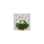 Peri Beyazı Sardunya Fidanı 10-20 Cm