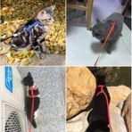 Periboia Kedi Boyun ve Göğüs Tasması